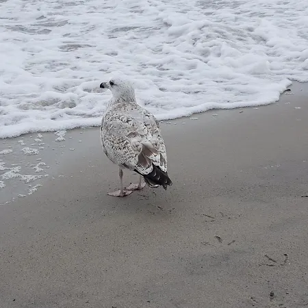 Kuestenliebe 8 아파트